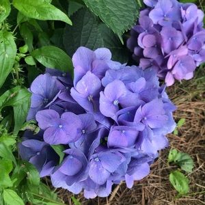 Meet your Posher, Jodi